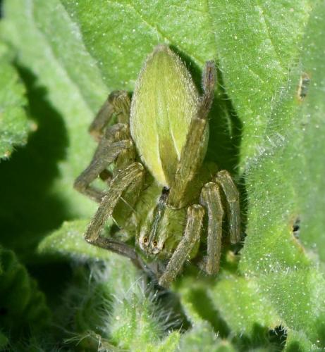 Réf. 245 367 : Micrommata ligurina